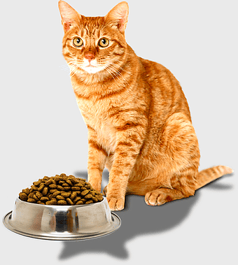 Tabby cat food, Kitten eating cat food, Burmese cat diet, small to medium sized cats nutrition, pet feline nutrition, animal whiskers feeding, mammal carnivore meal time