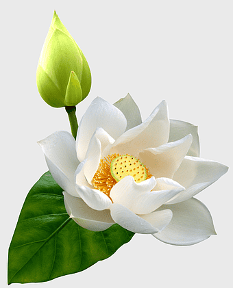 white lotus flower illustration, sacred lotus plant, nelumbo nucifera bloom, aquatic flower art, lotus seed pod detail, floral purity symbol, nature-inspired design