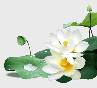 white lotus flower illustration, sacred lotus plant, nelumbo nucifera bloom, lotus petal detail, aquatic flora art, nature-inspired design, floral water droplets