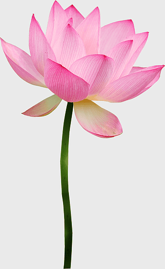 sacred lotus flower, Nelumbo nucifera bloom, aquatic plant petals, pink lotus bud, water lily illustration, floral art design, nature-inspired botanicals