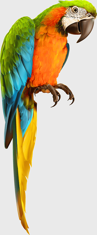 Macaw bird, true parrot, colorful feathers, vibrant parrot, exotic pet bird, tropical avian species, macaw illustration
