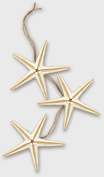 white starfish illustration, starfish sea marine, cartoon starfish, beautiful starfish, marine life art, oceanic creatures, coastal art elements