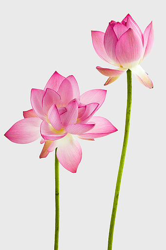 pink lotus flowers, sacred Nelumbo nucifera, aquatic plant blossoms, magenta water lilies, floral art design, springtime flora, nature-inspired blooms