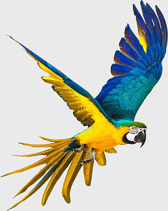 Blue-and-yellow macaw, parrot illustration, flying parrot, true macaws, tropical bird, vibrant feathers, exotic avian species