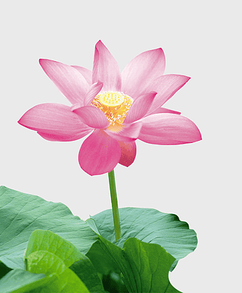 pink lotus flower illustration, Nelumbo nucifera icon, sacred lotus plant, aquatic flora, blooming lotus petals, nature's symbol of purity, springtime aquatic beauty