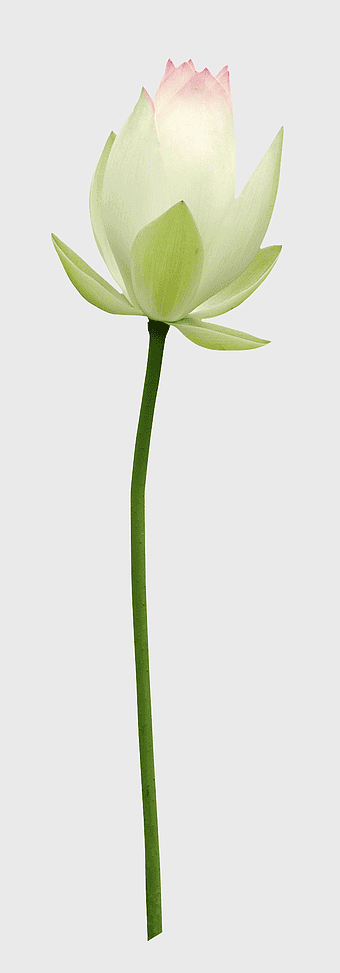 Nelumbo nucifera flower, white lotus bud, sacred lotus plant, flowering lotus stem, aquatic flora art, botanical illustration, delicate water bloom