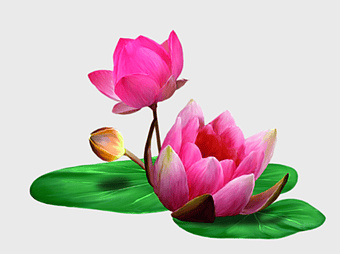 sacred lotus flower, magenta lotus petals, aquatic plant illustration, pink lotus bud, water lily bloom, floral nature art, botanical garden scene