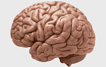 3D brain model, human brain anatomy, neuroplasticity research, brain lateralization, cerebral cortex structure, neural pathways visualization, brain function imaging