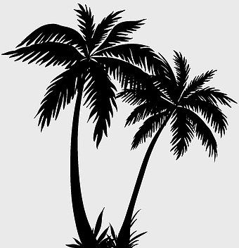 Arecaceae silhouette, palm tree monochrome, plant stem drawing, black and white tree, tropical plant illustration, nature background, leafy silhouette art