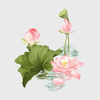 pink lotus flowers painting, Nelumbo nucifera art, lotus pond illustration, ink wash lotus, aquatic floral art, botanical watercolor, serene pond scene