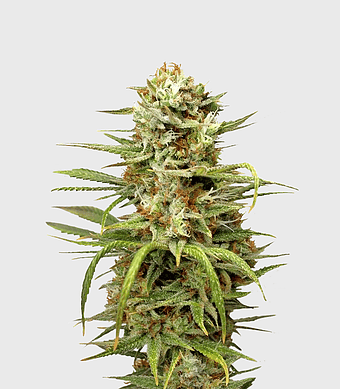White Widow Autoflowering, Medical cannabis strain, cannabis Sativa plant, tetrahydrocannabinol effects, cannabis bud close-up, herbal medicine benefits, natural wellness alternatives