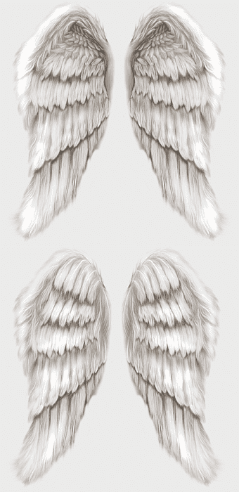 white angel wings, cherub wings illustration, pure angel wings, fantasy winged creature, celestial feathered wings, divine wing art, ethereal wing design