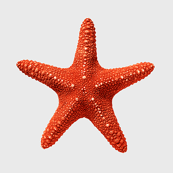 red starfish, Linckia starfish, marine invertebrate, echinoderm, underwater life, ocean wildlife, sea creature