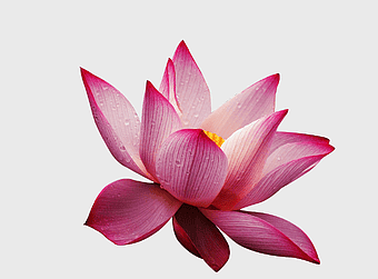Nelumbo nucifera Pink Flower, sacred Lotus bloom, magenta aquatic plant, pink Lotus petal, lotus flower closeup, water droplets on petals, floral nature background