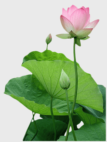 pink lotus flower illustration, Vietnam Buddhism Nelumbo nucifera, sacred lotus blossom, lotus plant stem, aquatic plant floral design, lotus leaf texture, lotus bud transformation
