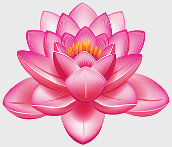 pink lotus flower, sacred lotus Nelumbo nucifera, Egyptian lotus Lakshmi, magenta aquatic plant, blooming lotus petals, spiritual flower symbolism, nature's delicate beauty