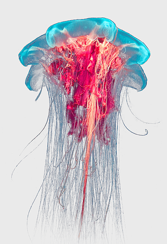 blue and red jellyfish, Lion's mane jellyfish, ocean box jellyfish, deep sea organism, marine life illustration, aquatic creature art, sea creature