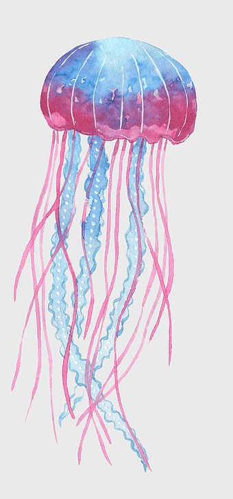 blue pink jellyfish, cartoon sea creatures, marine invertebrates, ocean life illustration, aquatic wildlife art, underwater species depiction, jellyfish marine biodiversity