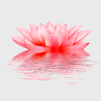lotus flower, pink lotus, aquatic plant, lotus pattern, floral design, water reflection, nature-inspired art