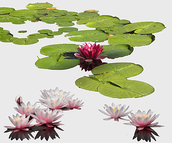 water lily Nelumbo nucifera, aquatic plant pond, lotus flower petals, Nelumbo nucifera bloom, pond flora illustration, aquatic garden design, water lily reflection art