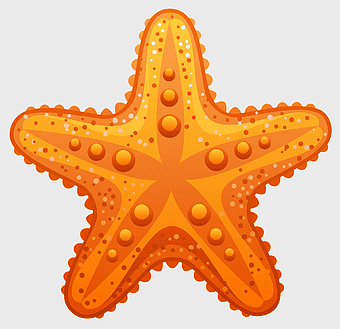 orange starfish, marine invertebrate, echinoderm art, cartoon sea creature, underwater life, ocean wildlife illustration, starfish presentation design