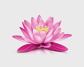 Water lily flower, Nelumbo nucifera bloom, pink aquatic plant, sacred lotus petals, floral water lily design, nature-inspired lotus art, botanical water lily illustration
