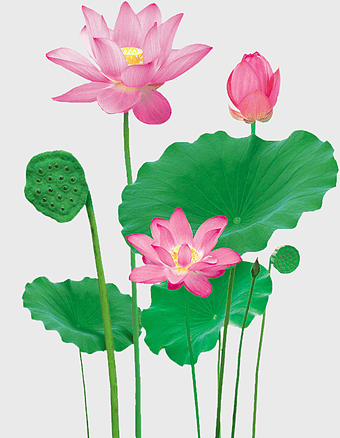 pink lotus flowers, Nelumbo nucifera, sacred lotus, aquatic plant, lotus floral design, lotus flower arrangement, lotus pond decor