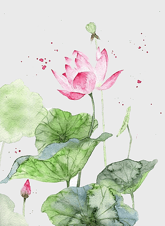 pink lotus watercolor painting, sacred lotus flower art, aquatic plant illustration, chinese art lotus, floral watercolor design, nature-inspired art, botanical painting
