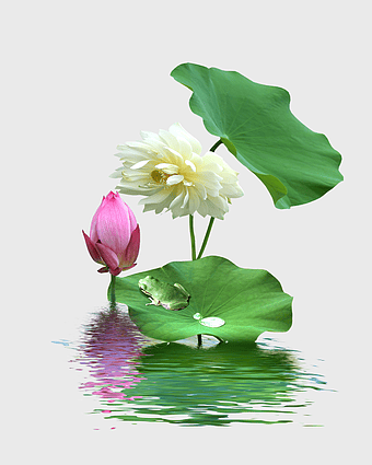 sacred lotus flower, Nelumbo nucifera illustration, aquatic plant with frog, white lotus bloom, lotus pond scene, nature-inspired art, digital floral design
