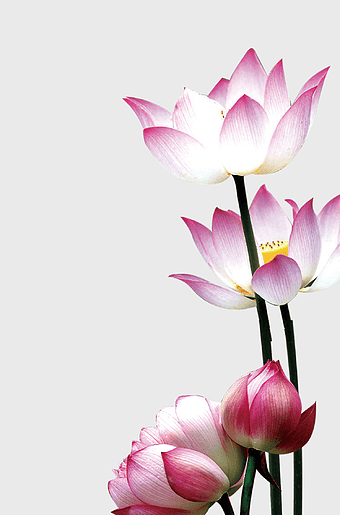 pink lotus flower illustration, Nelumbo nucifera water lily, white lotus blossom, aquatic plant flowers, floral art design, botanical illustration, nature-inspired art