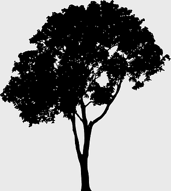 tree silhouette, black and white tree, woody plant drawing, nature monochrome, botanical illustration, forest icon, leafy branch design