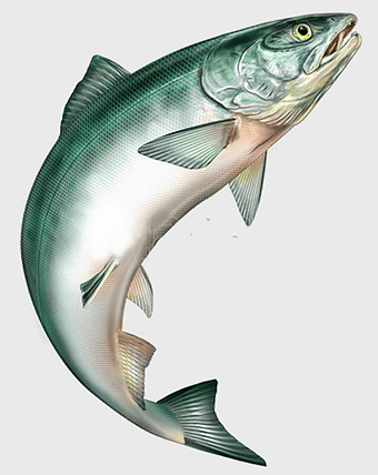 hand painted green fish, jumping fish illustration, aquatic wildlife art, sea creature drawing, marine life sketch, oceanic art, fish artistry