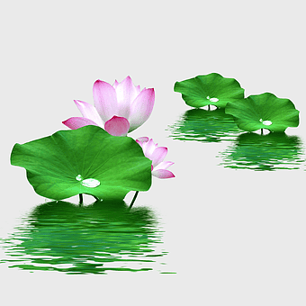 pink lotus flower, green lotus leaf, Nelumbo nucifera illustration, water lily pad, aquatic flora art, botanical water scene, lotus bloom graphic