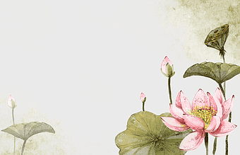 pink lotus flower illustration, Nelumbo nucifera watercolor, lotus leaf background, hand-painted floral design, botanical art, aquatic plant depiction, serene nature scene