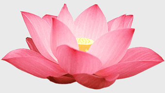 sacred lotus flower, Nelumbo nucifera bloom, pink aquatic plant, lotus petal closeup, spiritual lotus, nature-inspired design, serene floral art