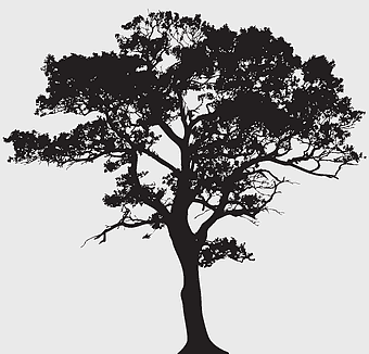 Tree Silhouette, black and white tree, woody plant silhouette, monochrome tree design, botanical illustration, nature art, silhouette artwork