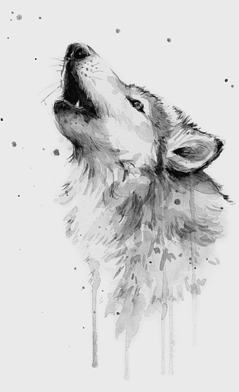 watercolor gray wolf painting, monochrome wildlife art, dog-like mammal portrait, black and white wolf drawing, canine art illustration, nature predator depiction, forest predator artwork