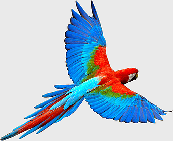 scarlet macaw in flight, parrot bird, Bako wildlife, colorful parrot, tropical bird species, exotic feathered creature, vibrant avian display