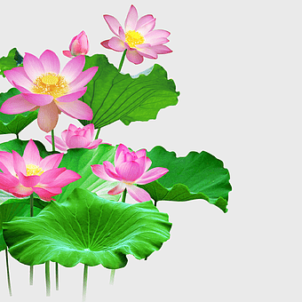 pink lotus flower, sacred lotus illustration, chinese style lotus art, aquatic plant mural, lotus flower arrangement, floral design inspiration, nature-inspired decor
