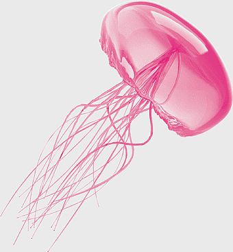 pink jellyfish, magenta marine life, jellyfish icon, standalone jellyfish image, aquatic creature, oceanic art, vibrant sea creature