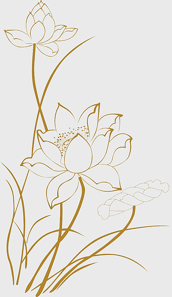Xinshi Shandong Lotus line drawings, golden Lotus flower illustration, nelumbo nucifera floral design, black and white lotus pattern, botanical line art, elegant flower sketch, traditional Chinese flora motif