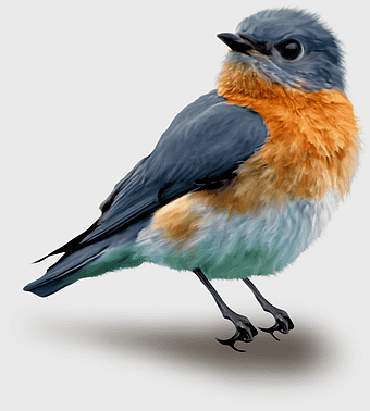 birds, natural wildlife, wild animals, bird species, avian graphy, feathered creatures, nature's fauna