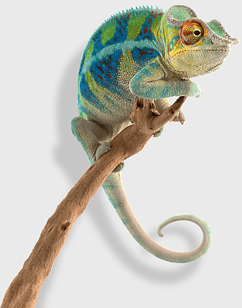 Panther chameleon, chameleon migration, African chameleon, terrarium reptile, exotic lizard species, colorful chameleon, reptile habitat environment