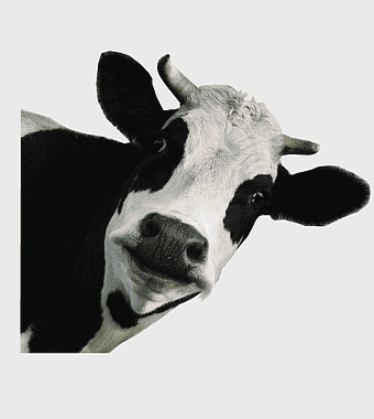 Holstein Friesian cattle, dairy cow, black and white cow, milk production, bovine livestock, farm animal graphy, cattle farming industry
