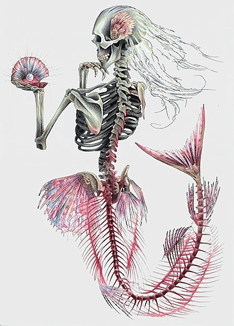 skeleton mermaid artwork, Ariel Mermaid Human skeleton, mermaid tail cartoon, glitter mermaid tail, mythical creature skeleton, fantasy mermaid illustration, handpainted skeleton art