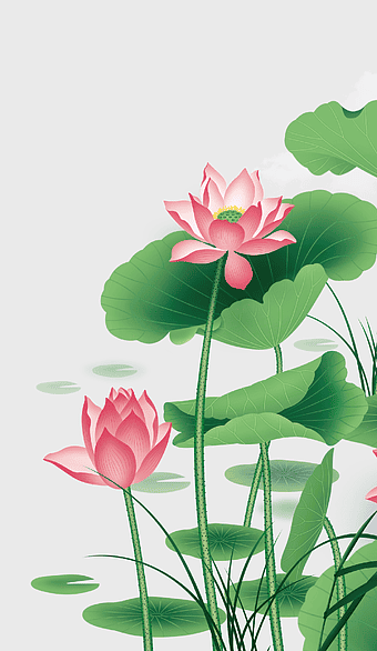 pink lotus flowers illustration, Nelumbo nucifera, sacred lotus, floral design, aquatic plant art, lotus flower drawing, nature illustration