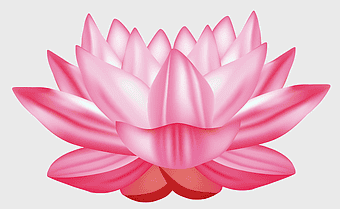 pink lotus flower, Nelumbo nucifera, sacred lotus, aquatic plant, lotus blossom, floral design, water lily art