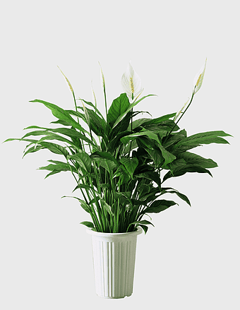 Spathiphyllum kochii, peace lily plant, indoor air purifier, white flowering houseplant, decorative greenery, potted peace lily, bedroom plant decor