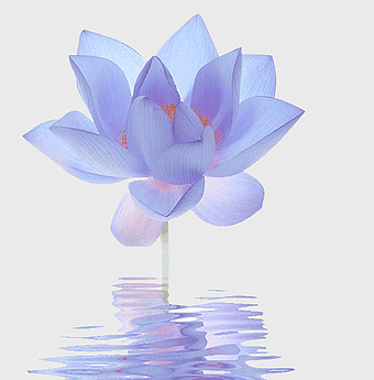 purple lotus flower art, Nelumbo nucifera, hand-painted lotus, blue lotus flower, aquatic plant illustration, sacred flower reflection, water lily bloom