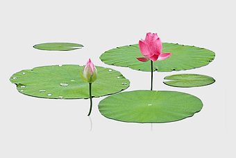 pink lotus flower, Nelumbo nucifera leaves, lotus leaf illustration, aquatic plant flowers, water lily bloom, green lotus foliage, nature pond flora